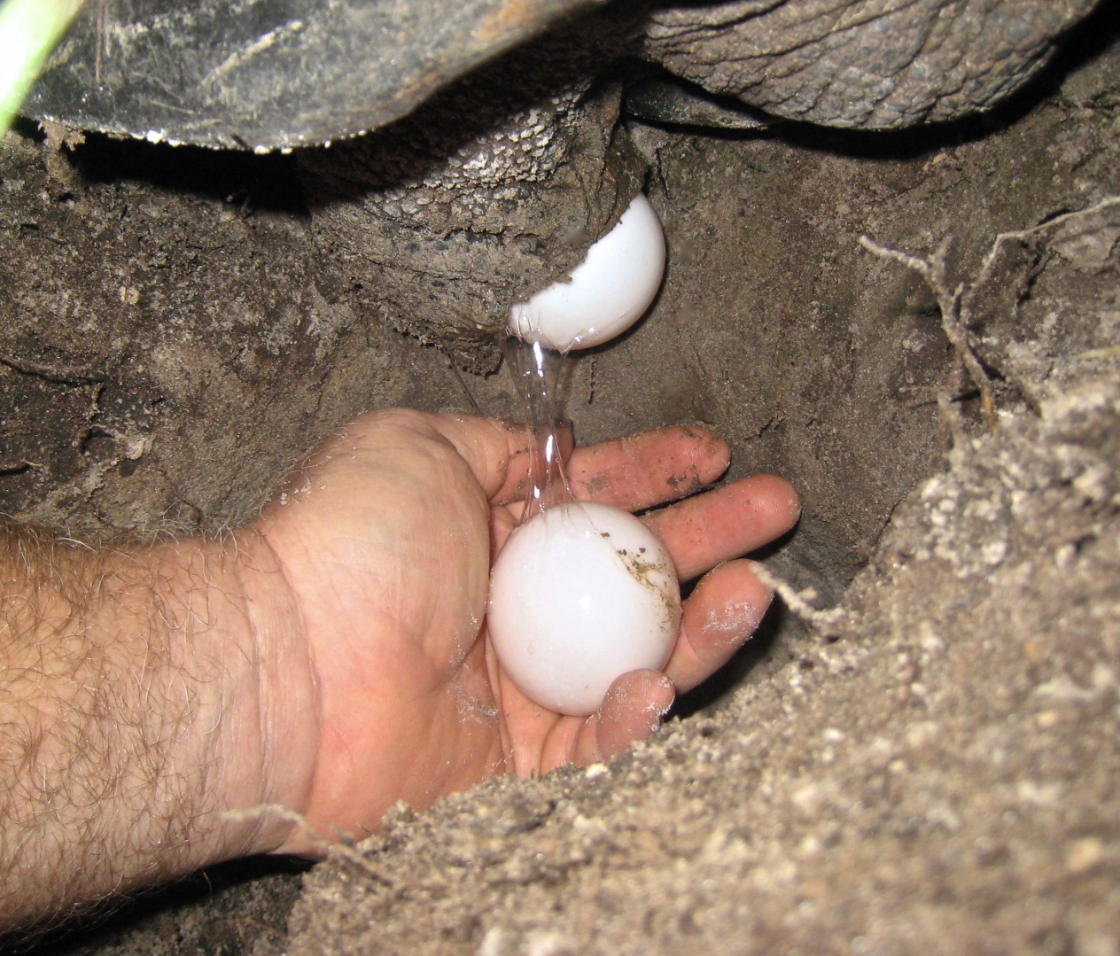 ALDABRA BREEDER