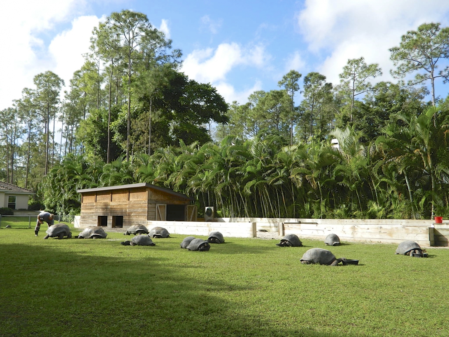 ALDABRA BREEDER