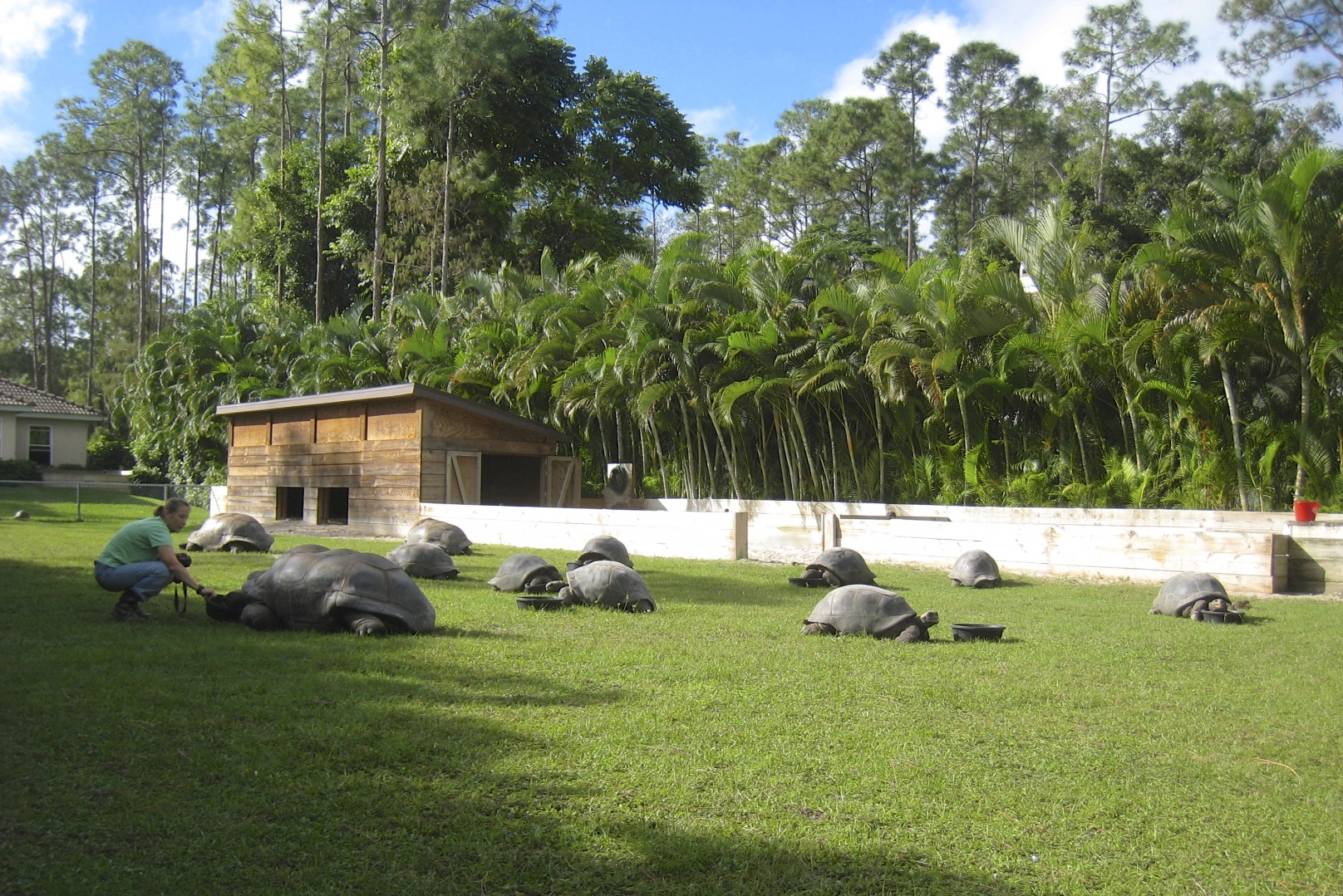 ALDABRA BREEDER