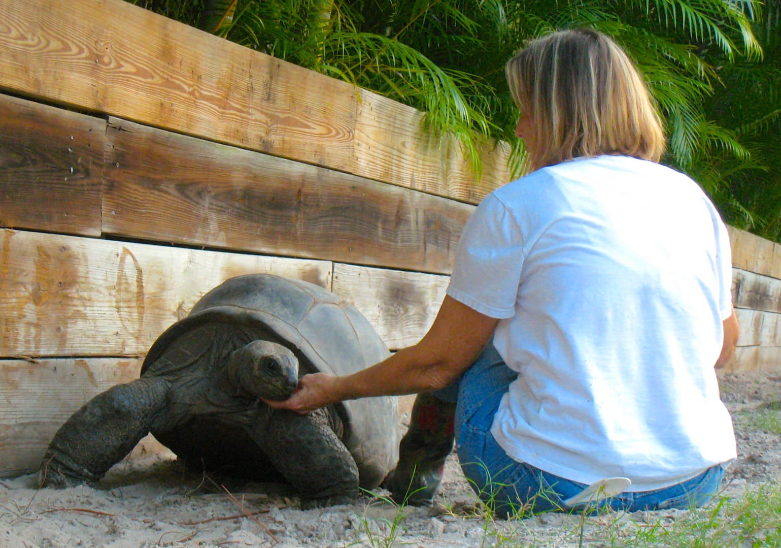 ALDABRA BREEDER