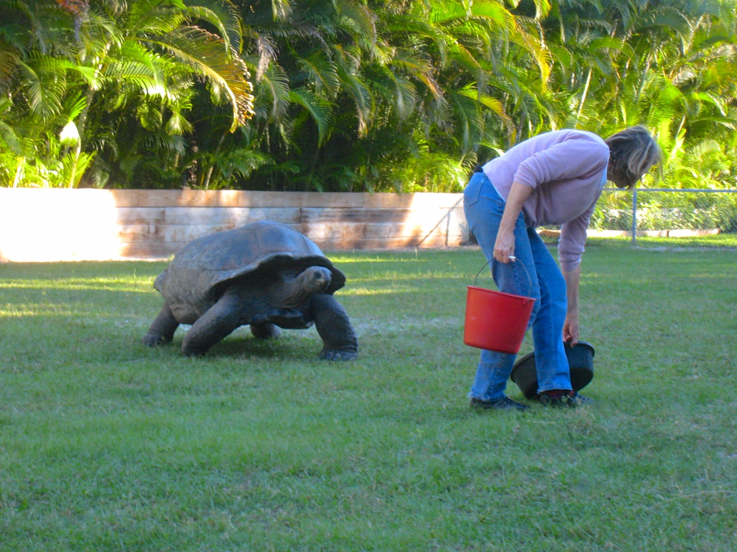 ALDABRA BREEDER