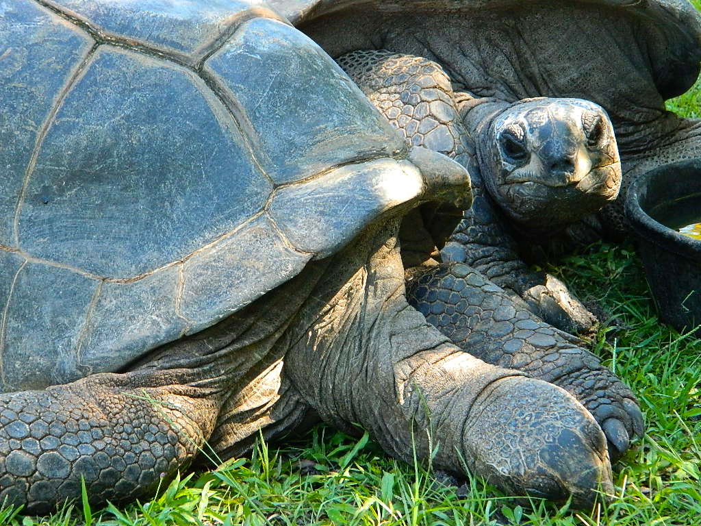 ALDABRA BREEDER