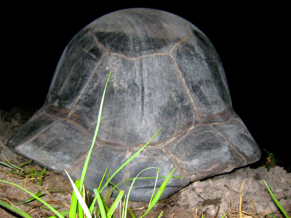 ALDABRA BREEDER