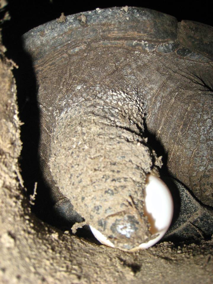ALDABRA BREEDER