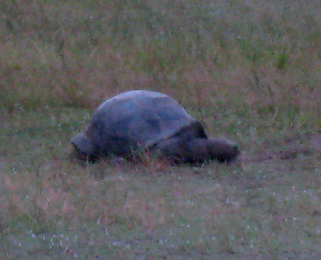 ALDABRA BREEDER