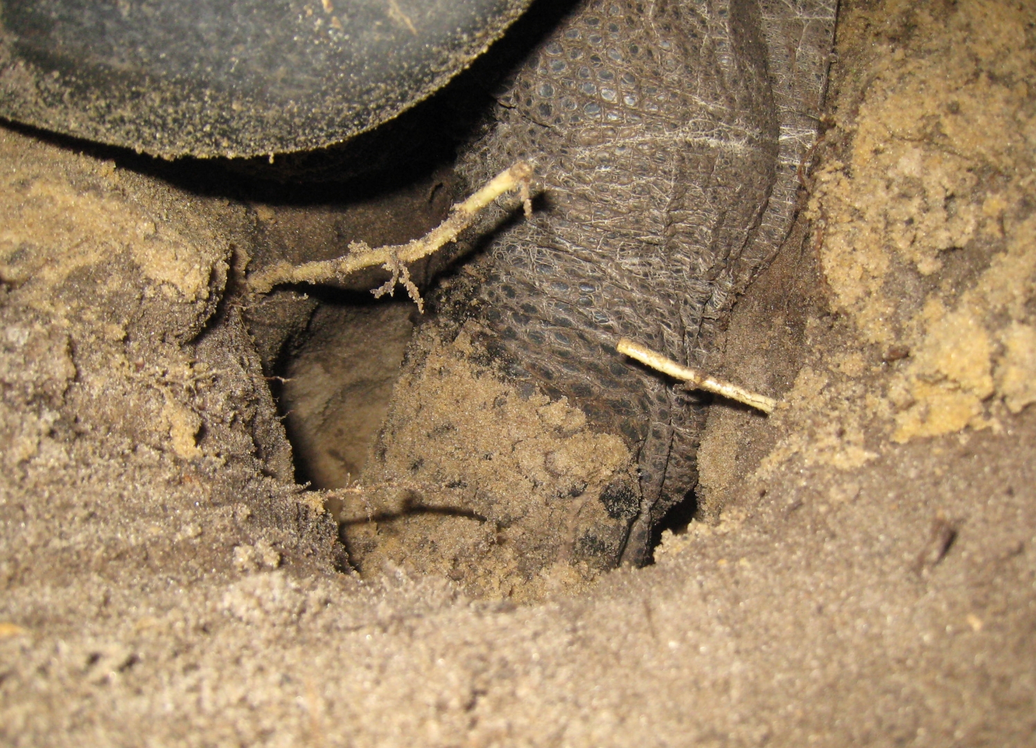 ALDABRA BREEDER