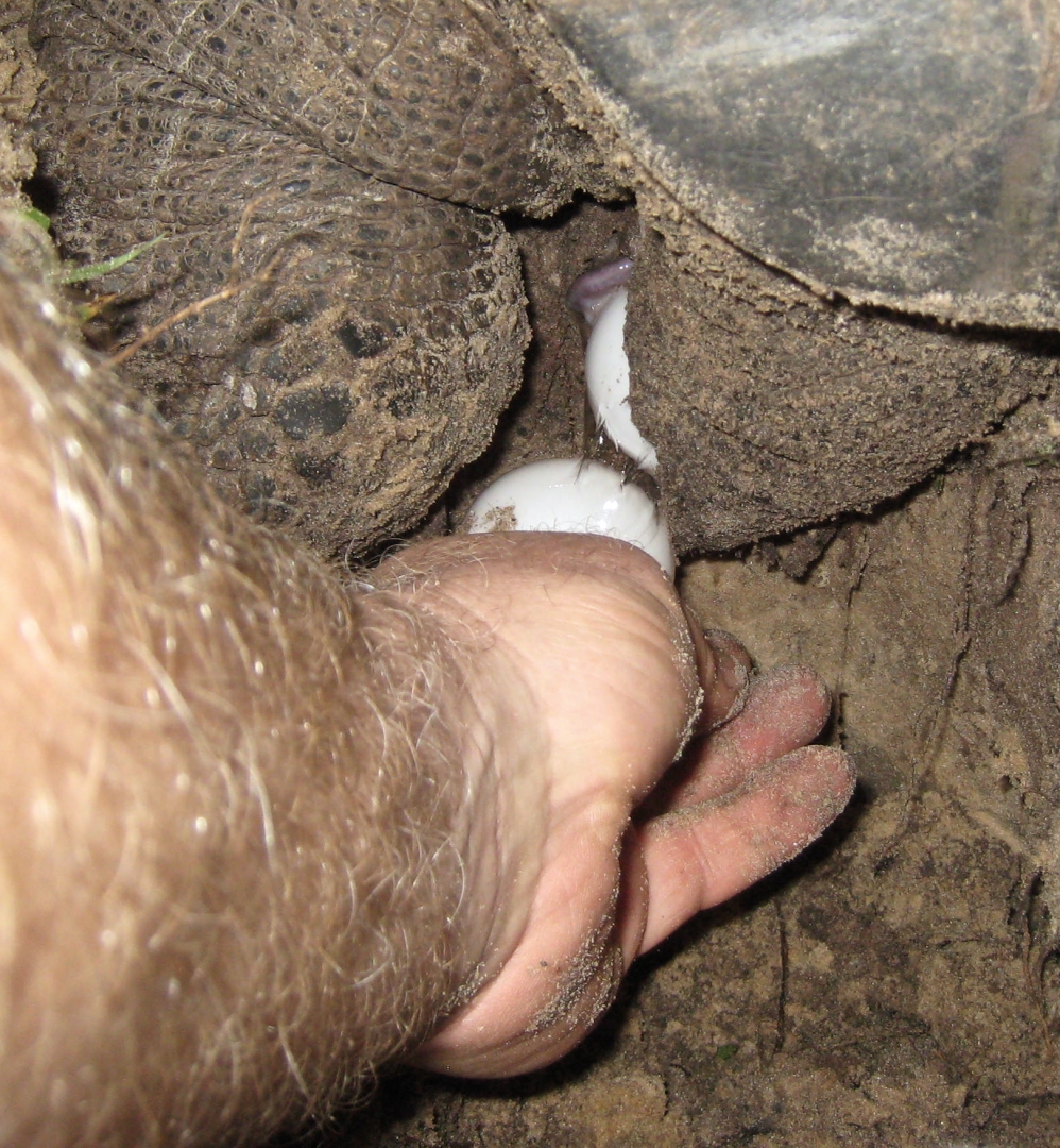 ALDABRA BREEDER
