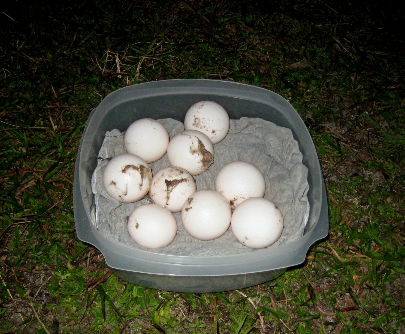 ALDABRA BREEDER
