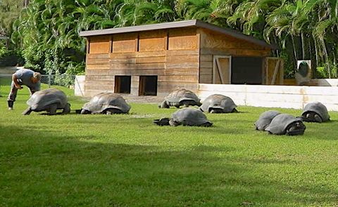 ALDABRA BREEDER