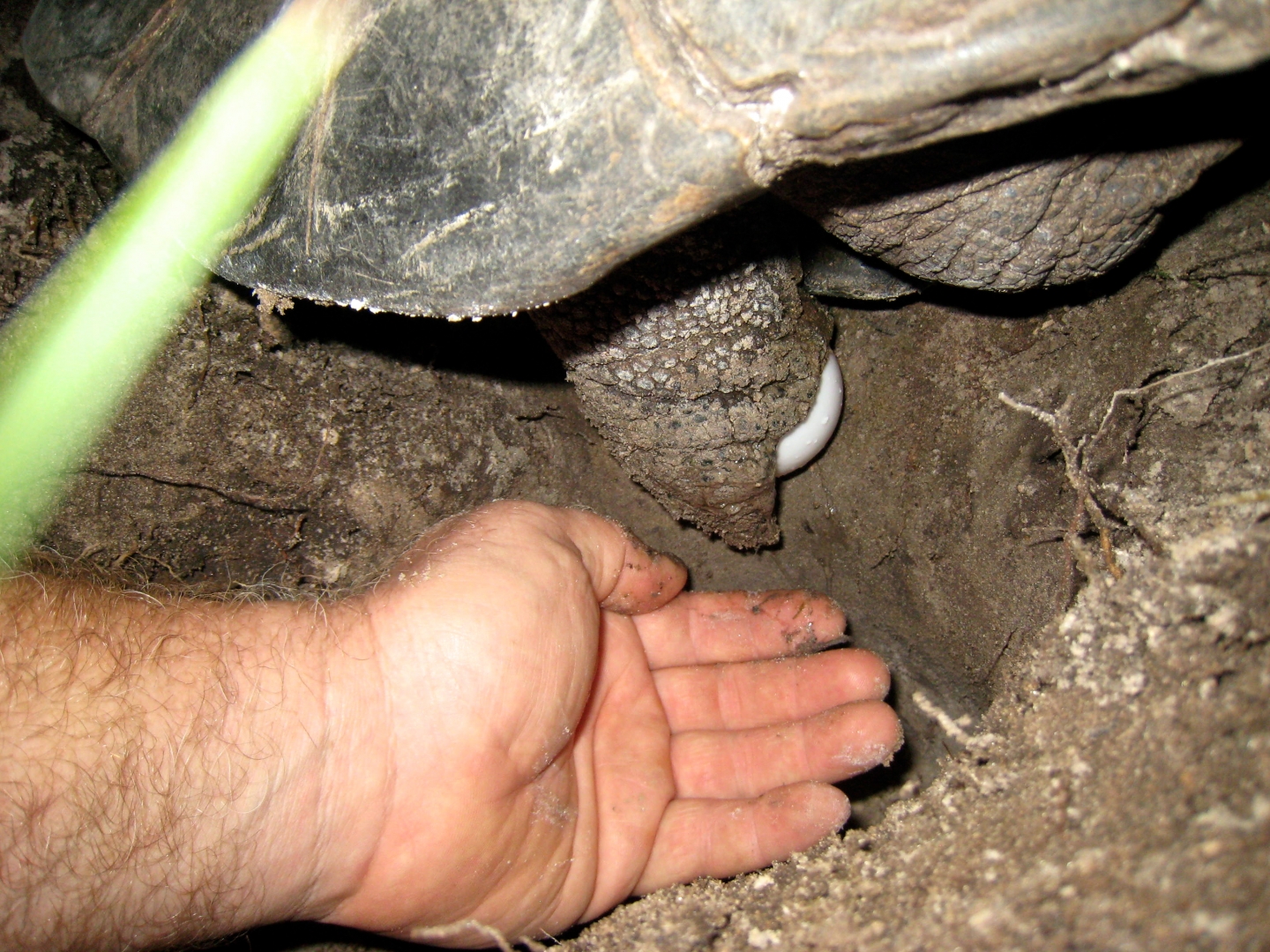 ALDABRA BREEDER