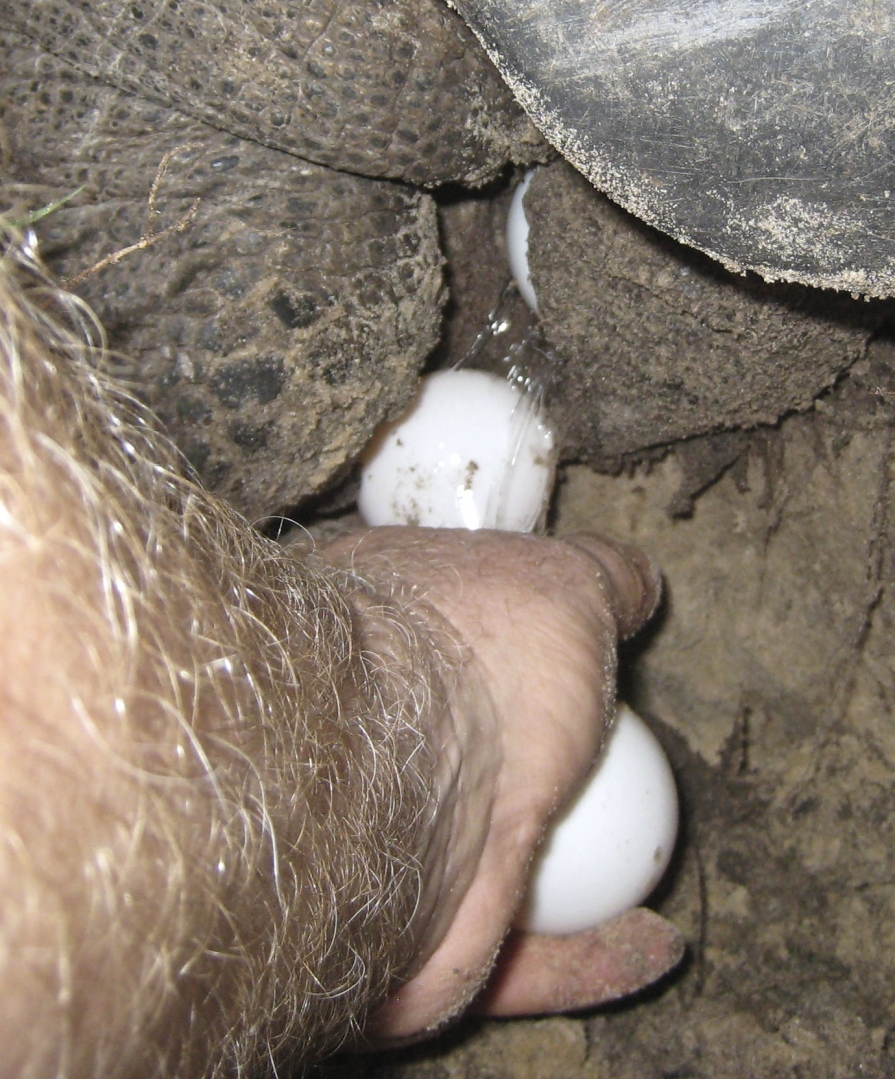 ALDABRA BREEDER