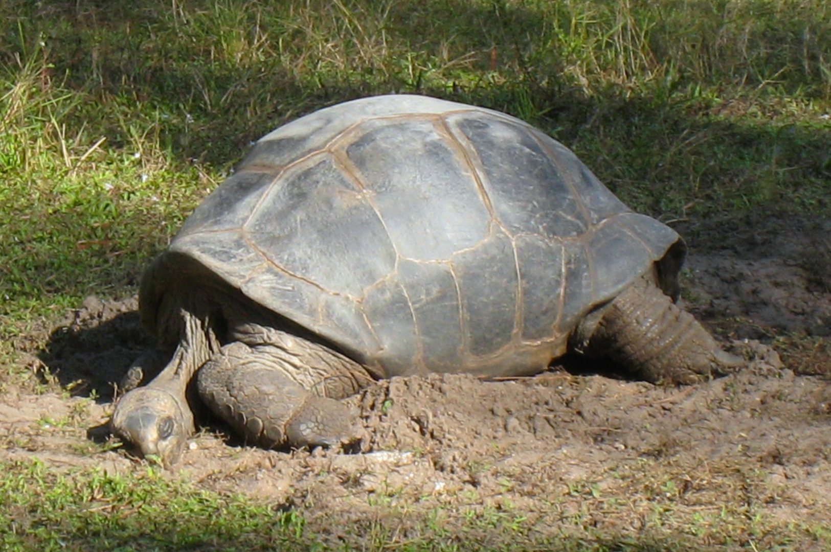 ALDABRA BREEDER