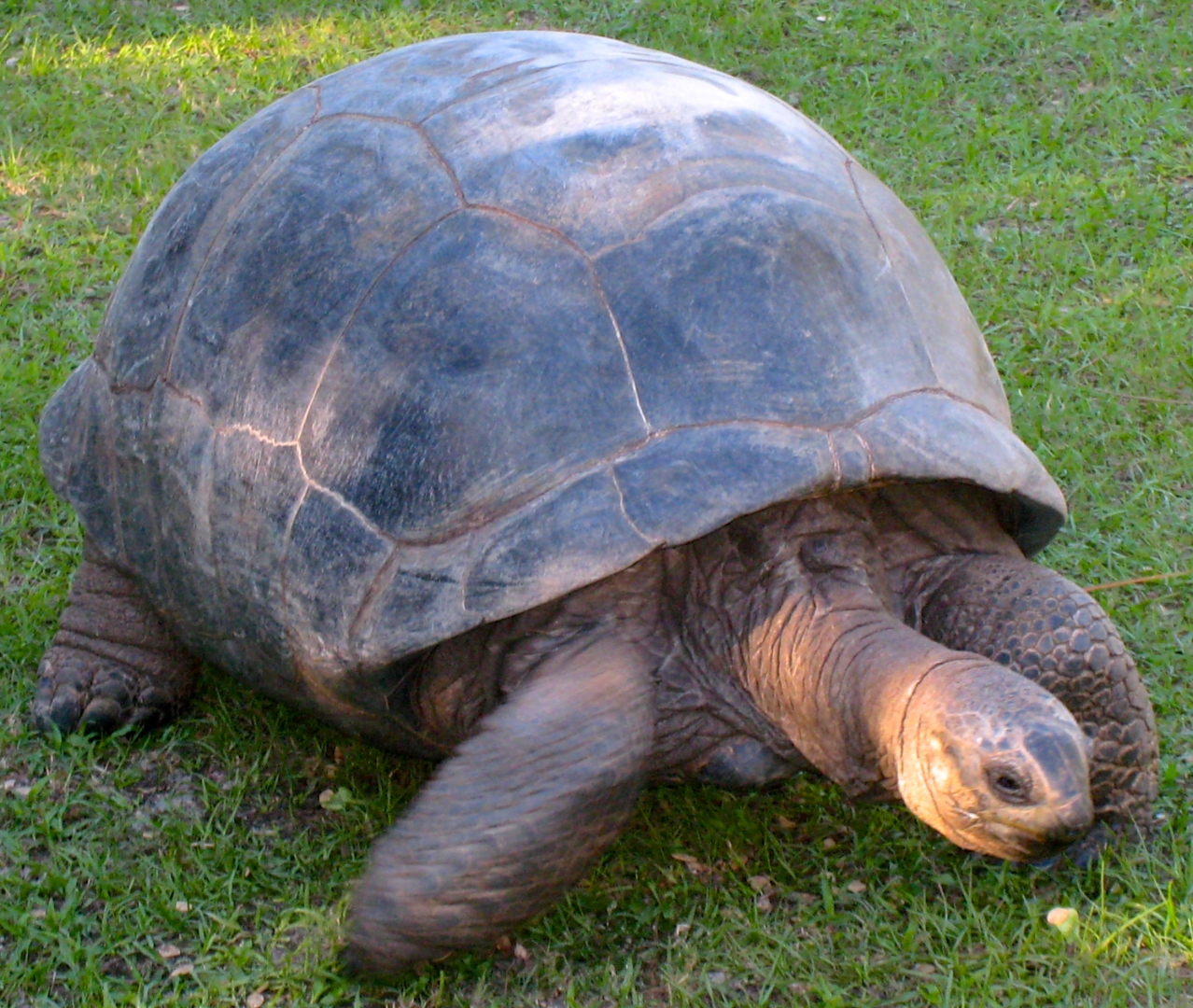 ALDABRA BREEDER
