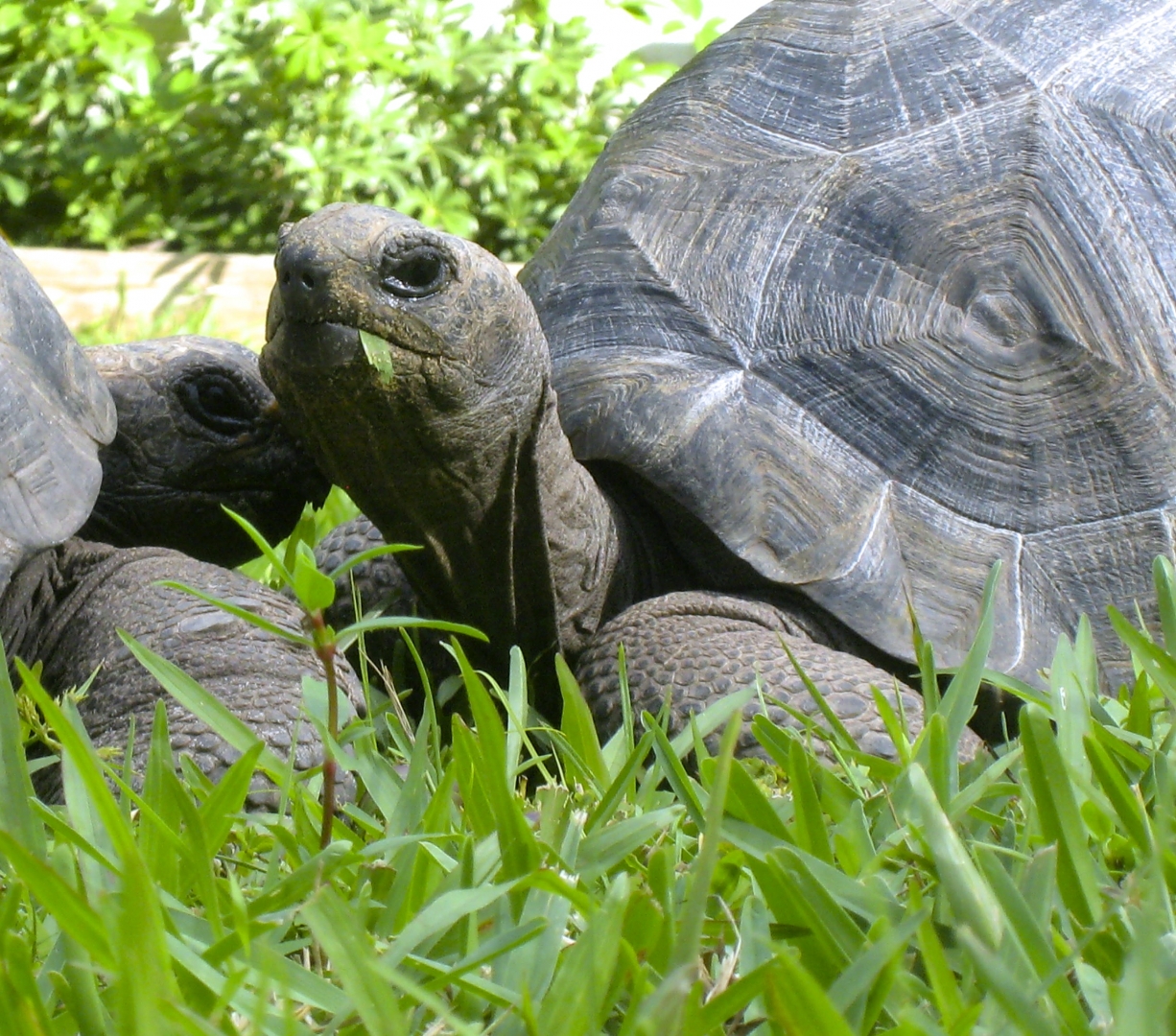 ALDABRA BREEDER