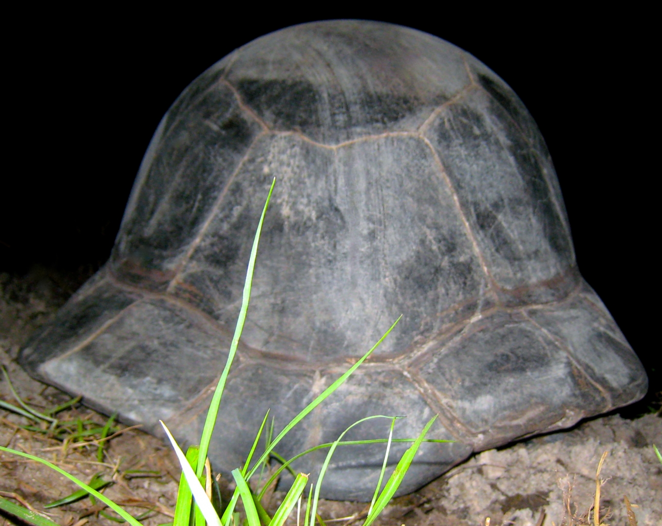 ALDABRA BREEDER