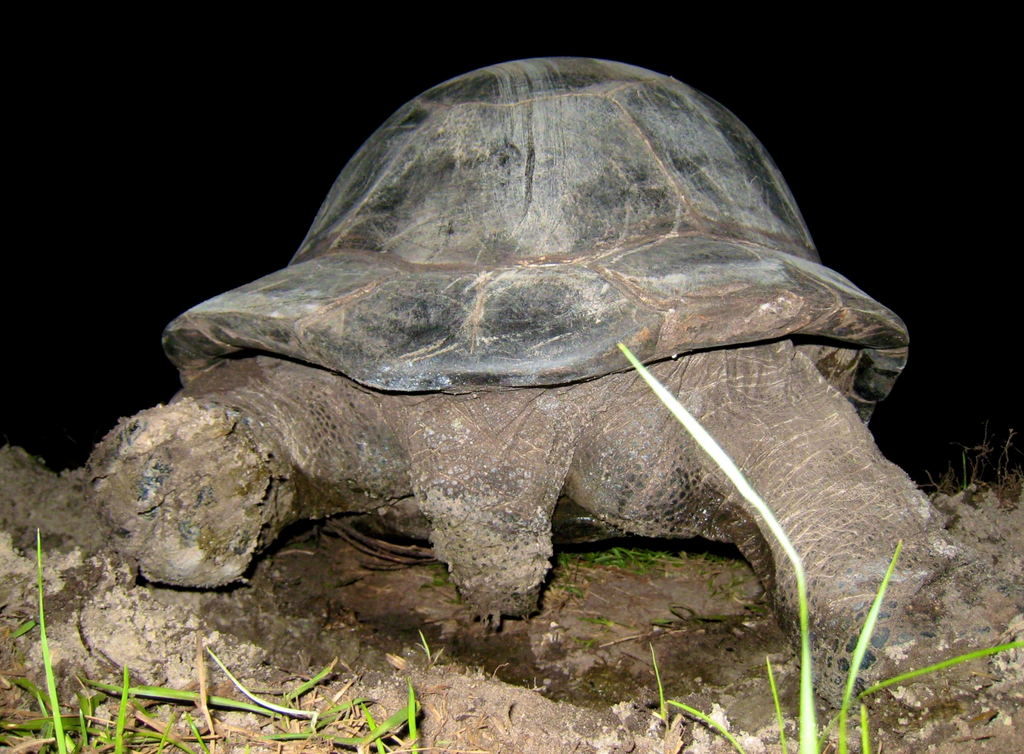 ALDABRA BREEDER