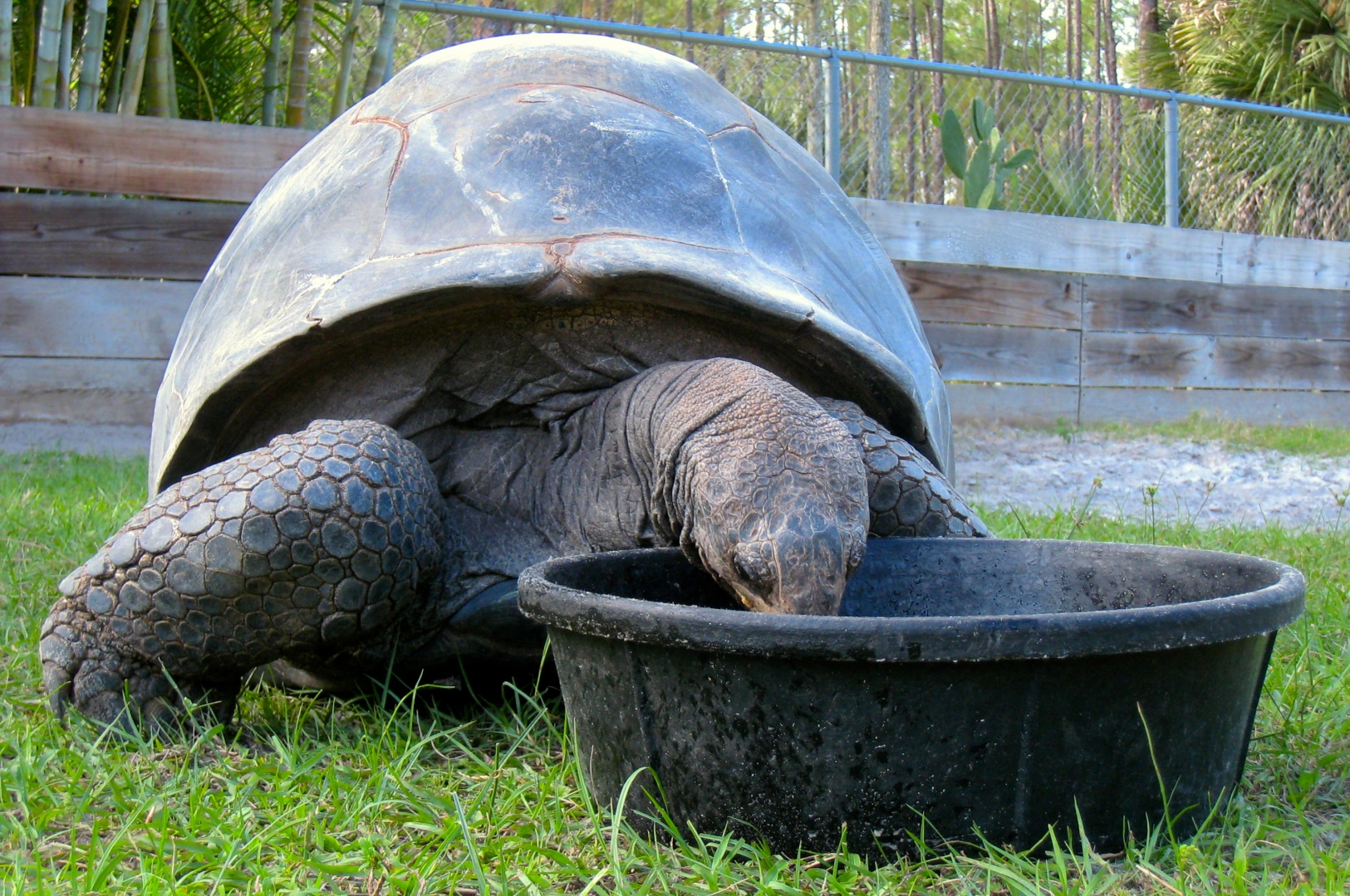 ALDABRA BREEDER