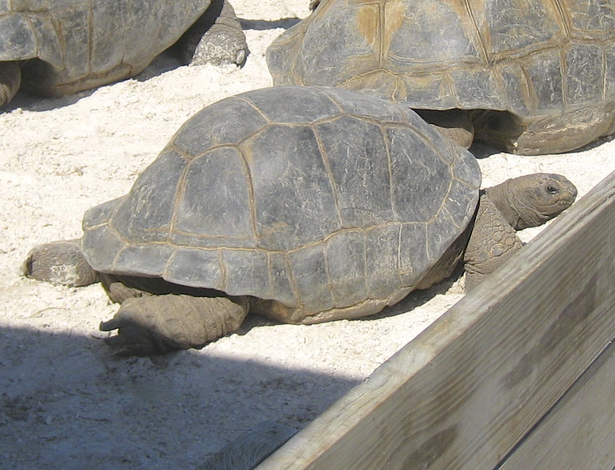 ALDABRA BREEDER