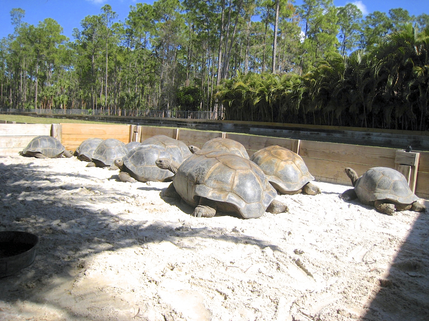 ALDABRA BREEDER