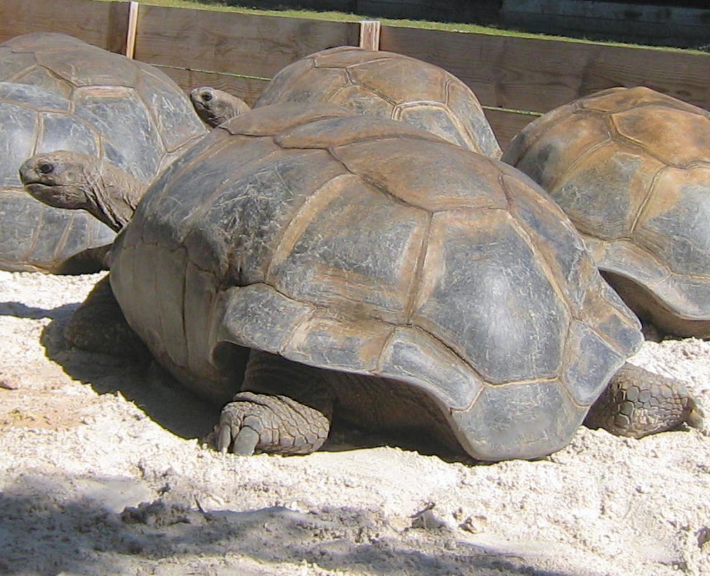 ALDABRA BREEDER