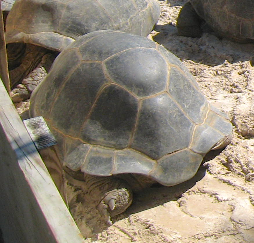 ALDABRA BREEDER