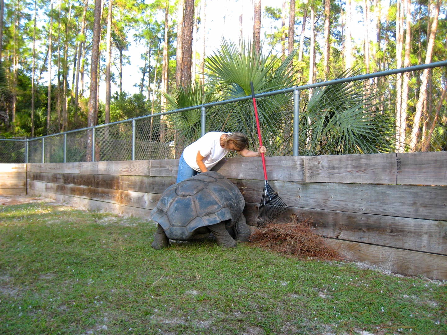 ALDABRA BREEDER