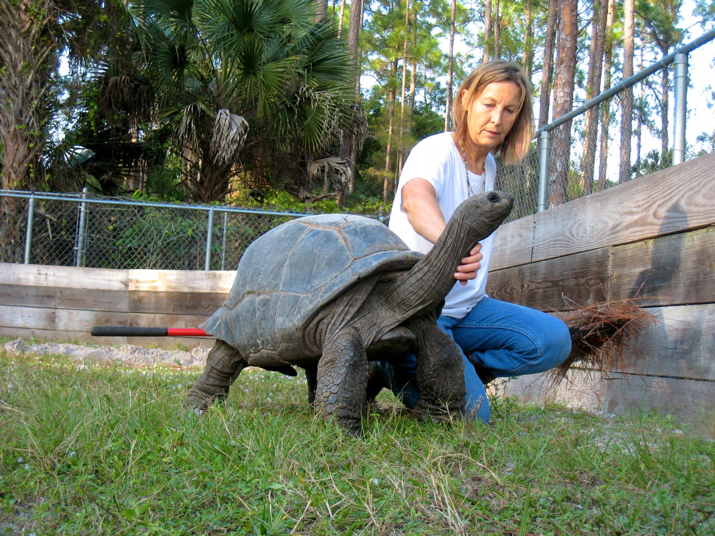 ALDABRA BREEDER