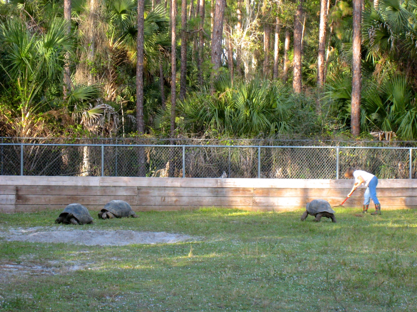 ALDABRA BREEDER