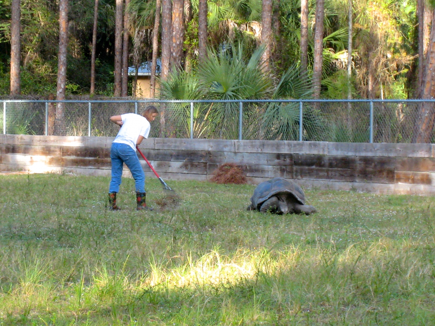 ALDABRA BREEDER