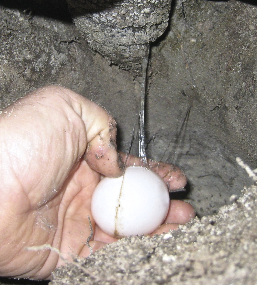 ALDABRA BREEDER