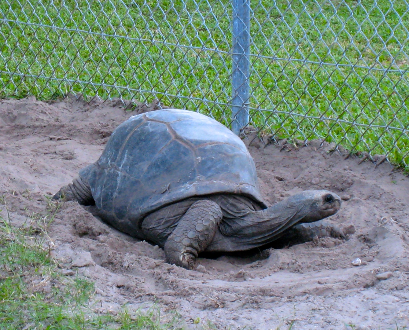 ALDABRA BREEDER