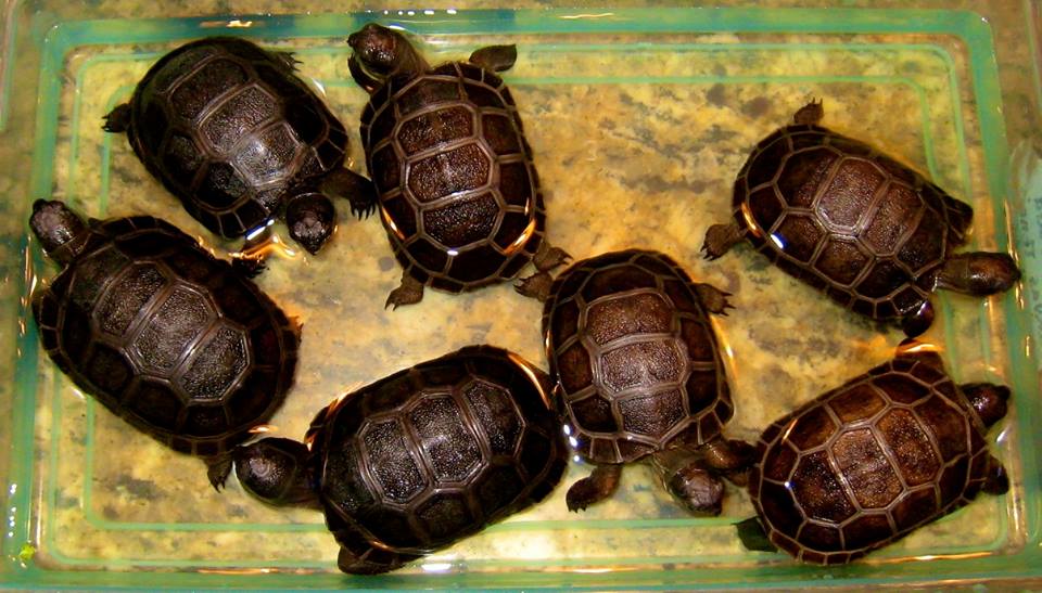 ALDABRA BREEDER