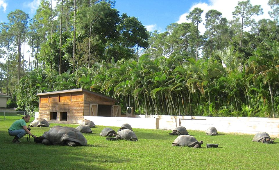 ALDABRA BREEDER