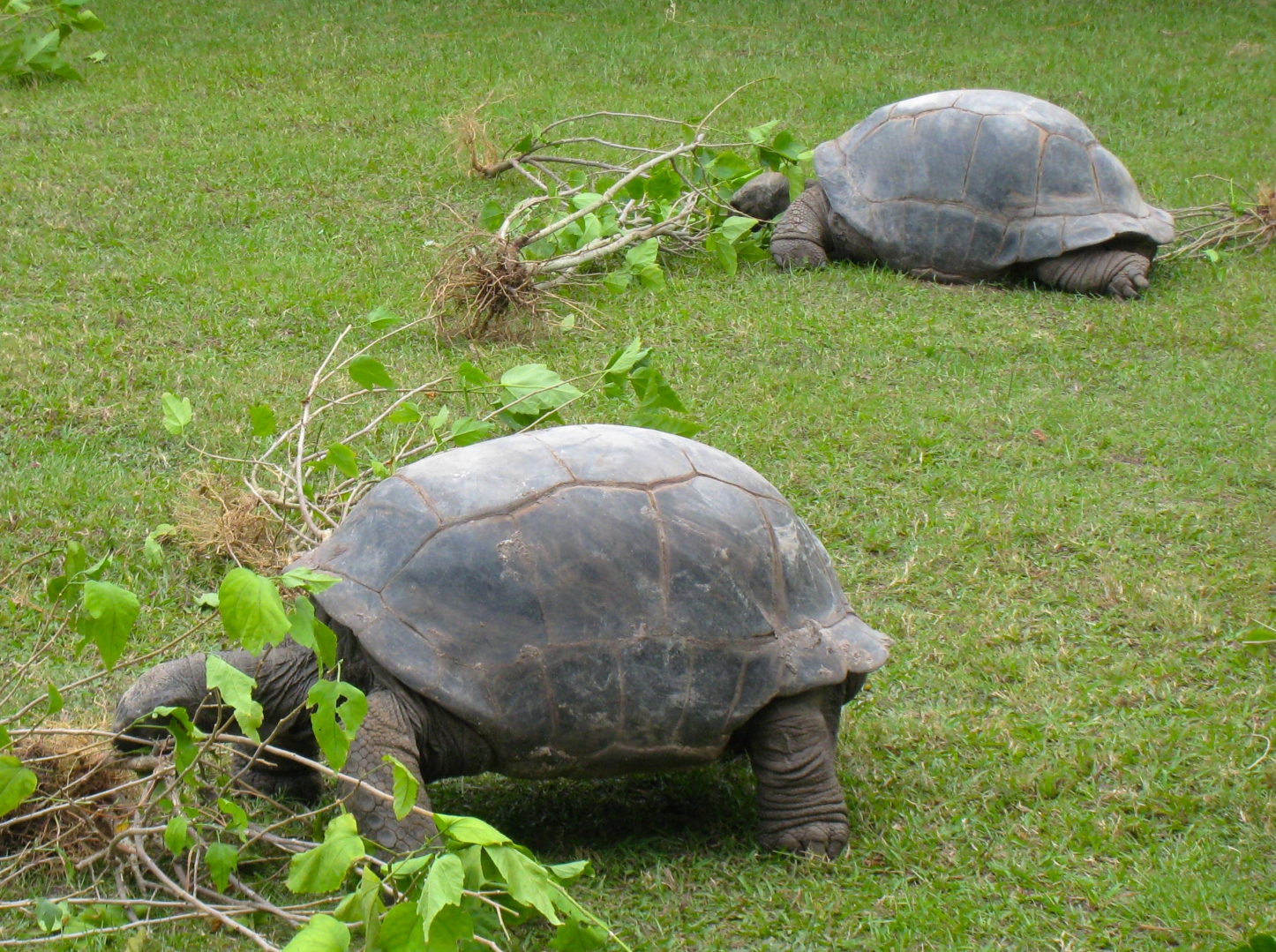 ALDABRA BREEDER