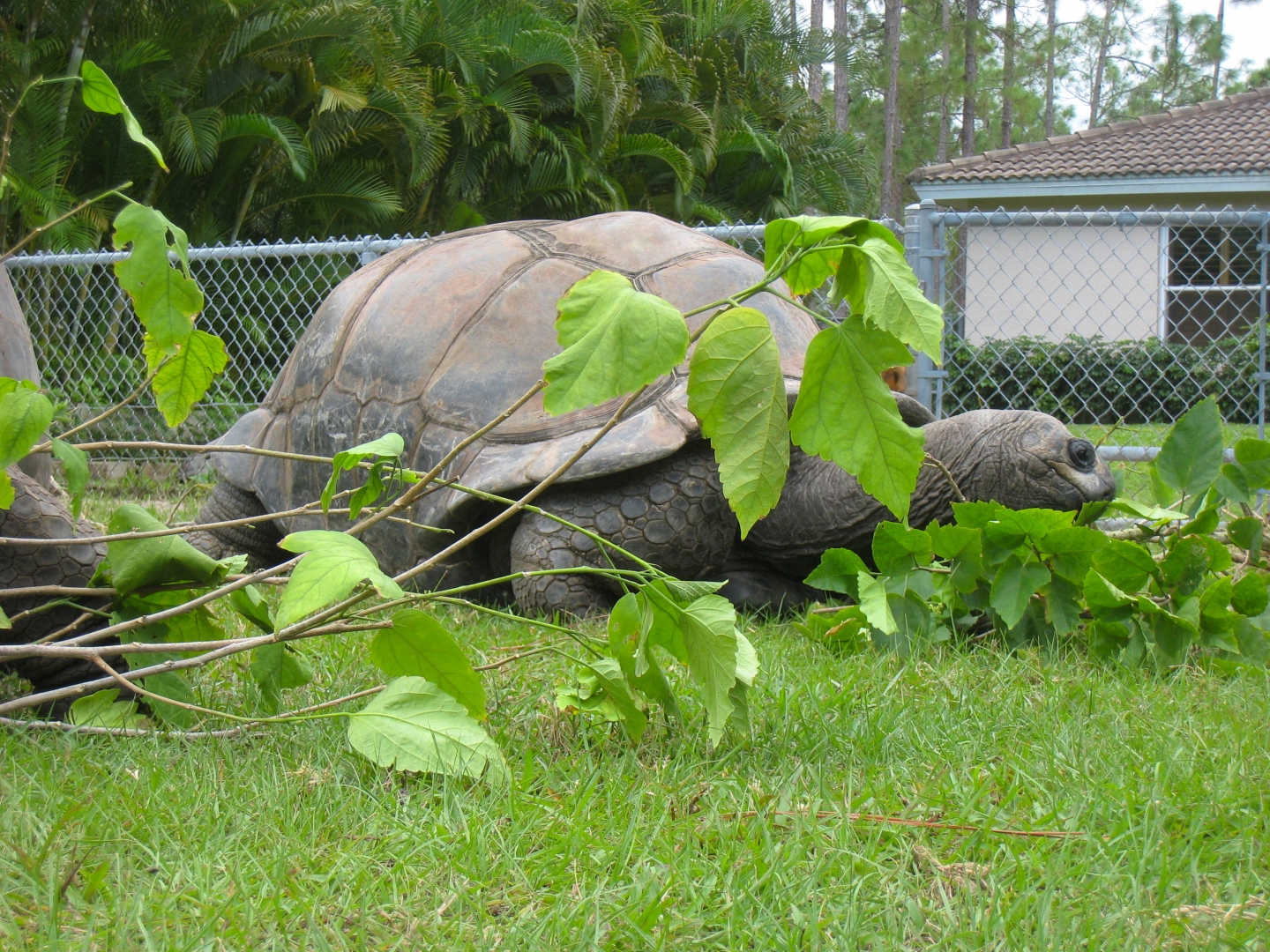 ALDABRA BREEDER