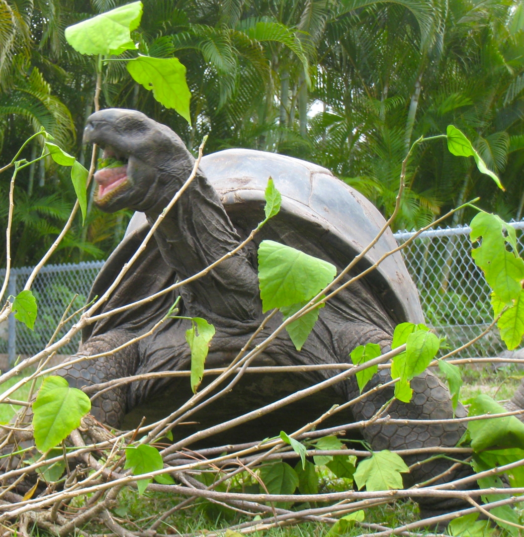 ALDABRA BREEDER