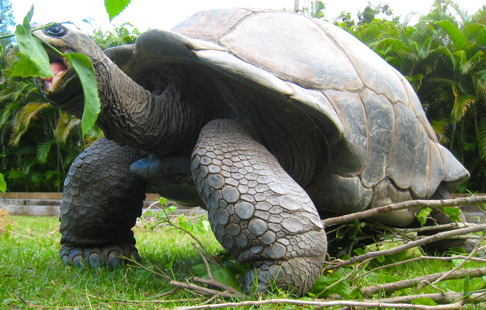 ALDABRA BREEDER