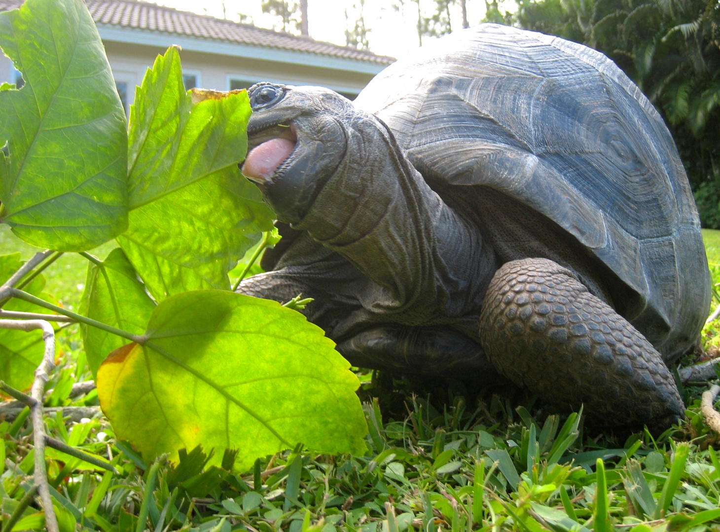 ALDABRA BREEDER