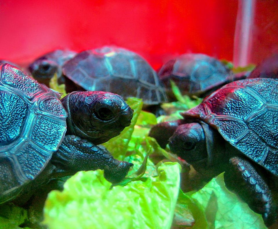 ALDABRA BREEDER