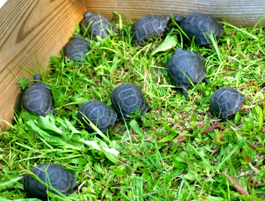 ALDABRA BREEDER