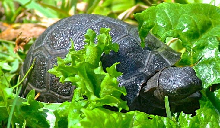 ALDABRA BREEDER