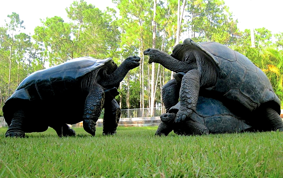 ALDABRA BREEDER