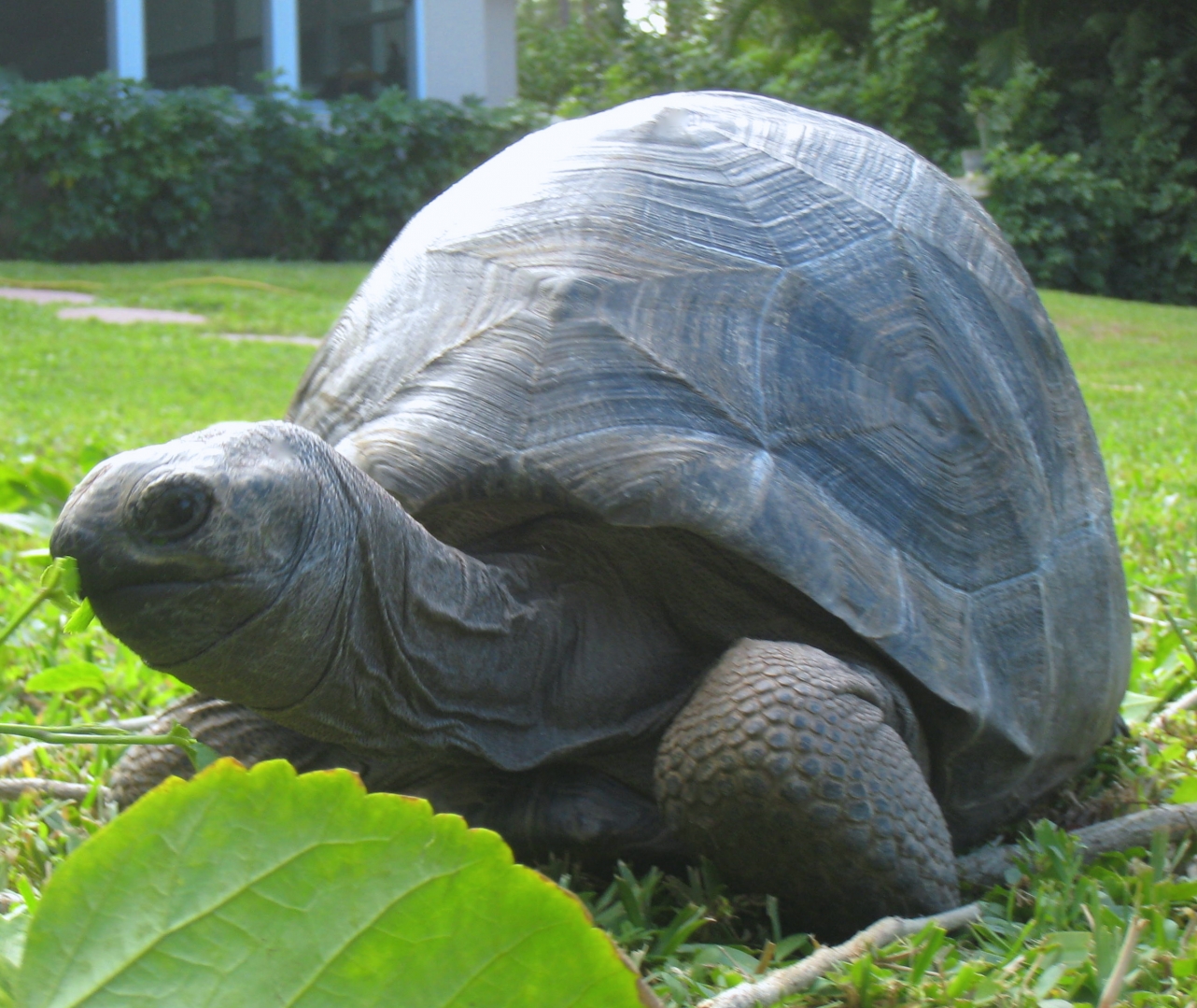 ALDABRA BREEDER