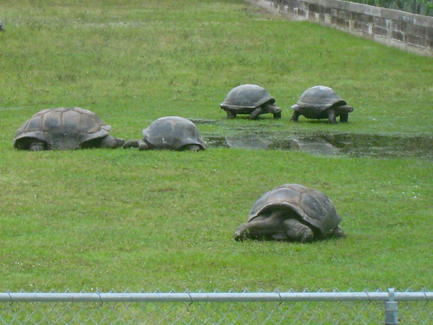 ALDABRA BREEDER