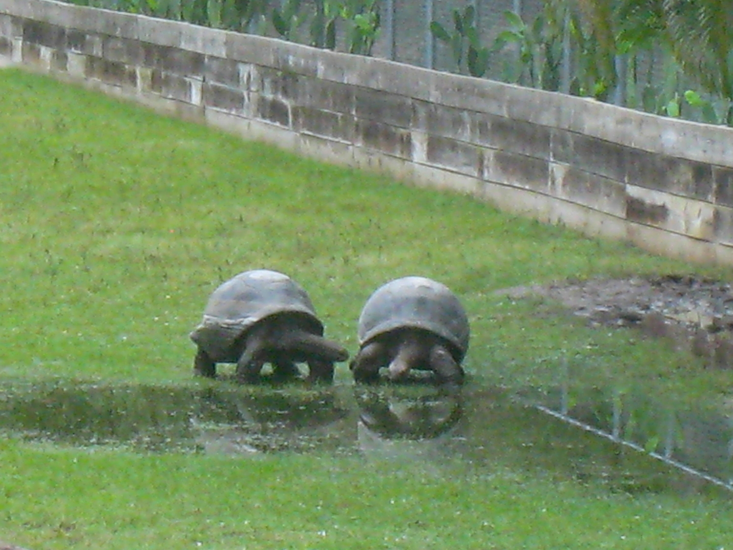 ALDABRA BREEDER