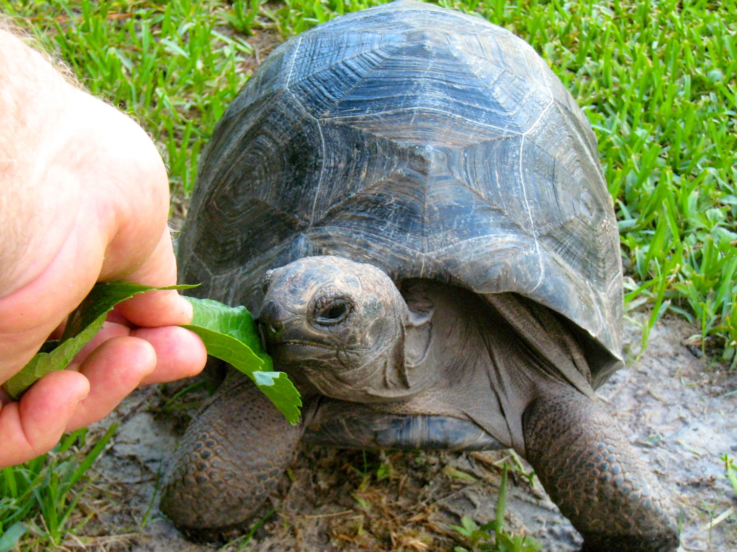 ALDABRA BREEDER