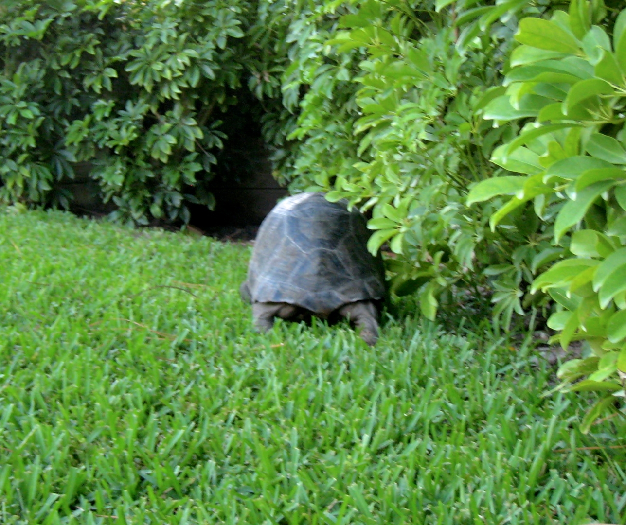 ALDABRA BREEDER