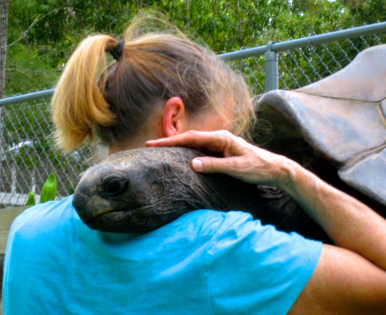 ALDABRA BREEDER