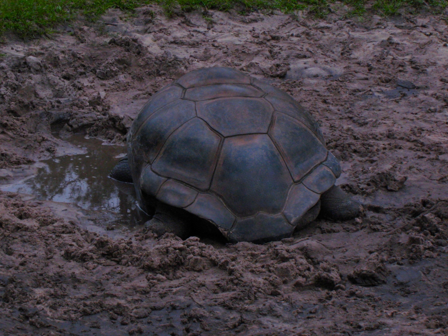 ALDABRA BREEDER