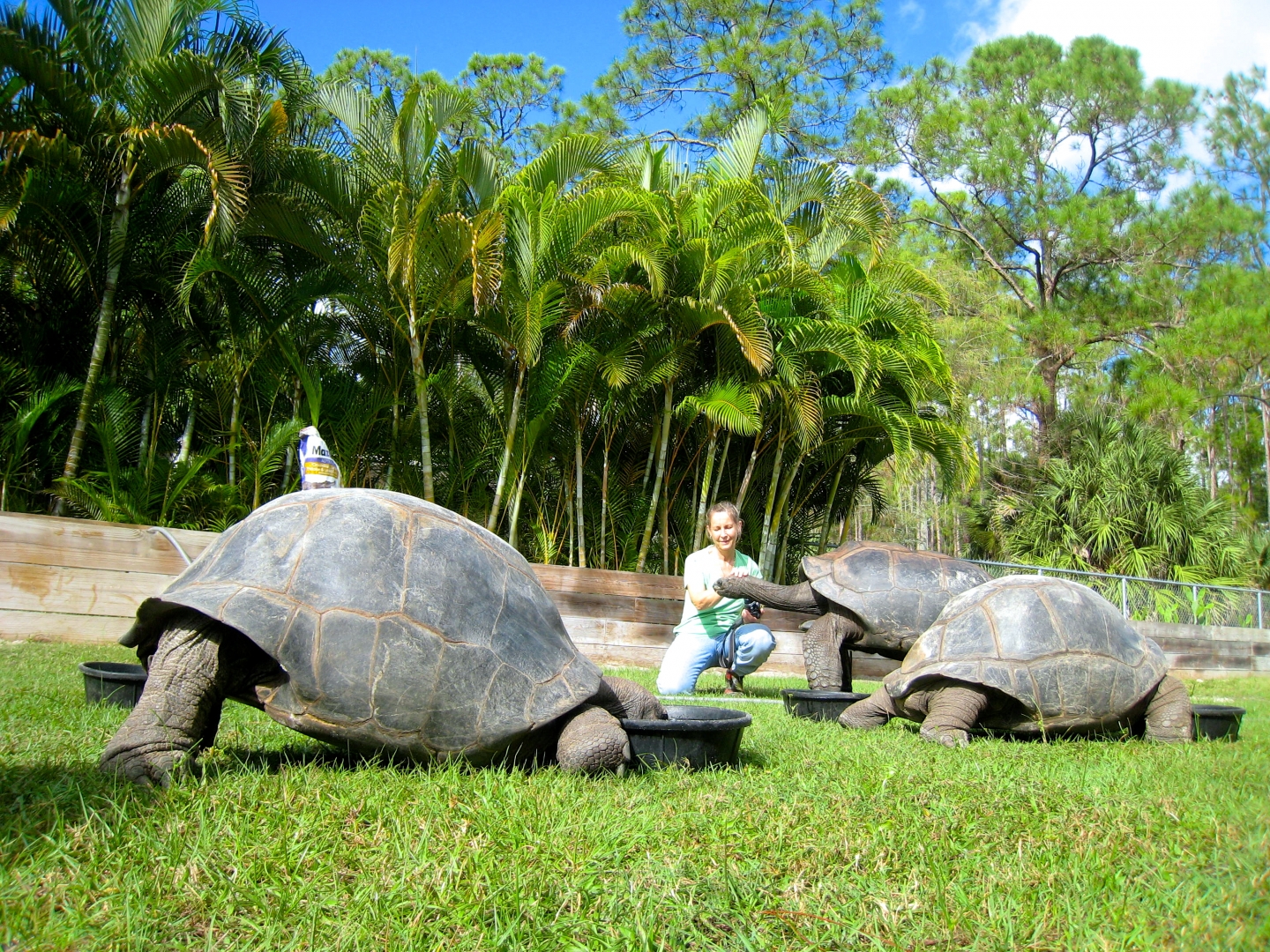 ALDABRA BREEDER